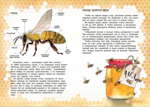 Что делают пчелы?