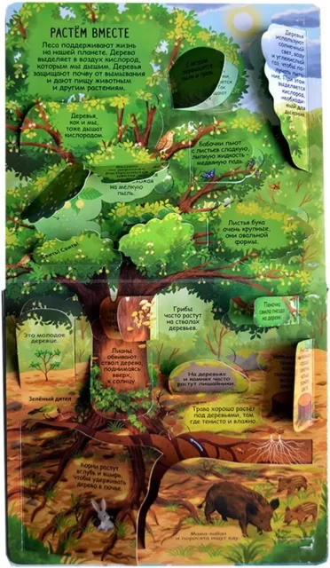Секреты леса. Книга с окошками
